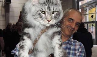 西伯利亚森林猫 西伯利亚森林猫